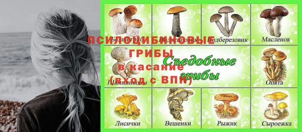 крисы Магас